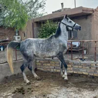 مادیان کره