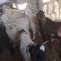 بزقاله سرحال