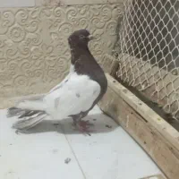 کفتر سینه سرخ زینتی کاکلی نر دم قاشقی|پرنده|تهران, یافتآباد|دیوار