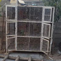 قفس کبوتر