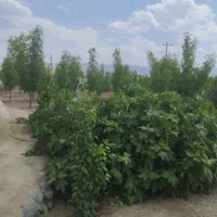 زمین دشت بجد