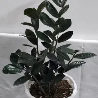 زاموفیلیا بسیار بزرگ و آگلونما زیبا هدیه روز مادر|گل و گیاه طبیعی|اصفهان, جوزدان الیادران|دیوار