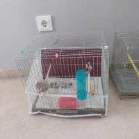 سهره  نر جوجه قفس وقفس غلامی|پرنده|خوی, |دیوار