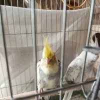 عروس هلندی|پرنده|شیراز, شهرک گلستان|دیوار