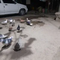کفتر کبوتر رنگه|پرنده|مشهد, مهدی آباد|دیوار
