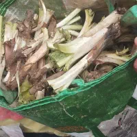 کنگر|عمده‌فروشی|سقز, |دیوار