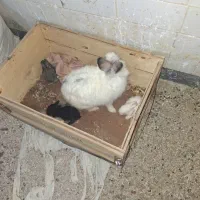 خرگوش لوپ
