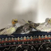 جوجه عروس هلندی|پرنده|مشهد, شهید شهریاری|دیوار