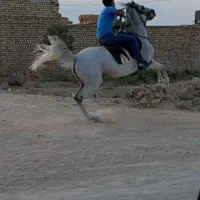 اسب مادیان
