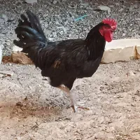 آرد بلوط دامی و خروس محلی|لوازم جانبی حیوانات|مرودشت, فاز اول شهرک فرهنگیان|دیوار