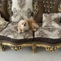 سگ نژاد شیتزو|سگ|یزد, |دیوار