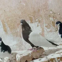 آلمانی ماده 40 سانتی