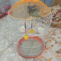 قفس سهره ،قناری و بلبل...