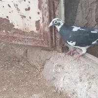 کبوتر فروشی