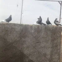 پنج جنگ سینه سیاه نر  فروشی