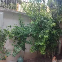 اجاره خانه ویلایی دو طبقه۲ خوابه در اصلاح‌نژاد|اجارهٔ خانه و ویلا|شیراز, اصلاح‌نژاد|دیوار