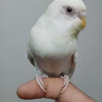 جفت مرغ عشق همراه قفس و ۲ جوجه