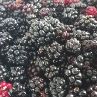 تمشک جنگلی میانکاله