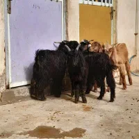 ۶عدد کره داشتی|حیوانات مزرعه|وحدتیه, |دیوار