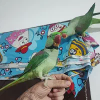 شاه طوطی رام و کشیده