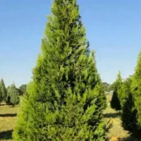 نهال و درخت سرو همیشه سبز بزرگ تولید مشهد