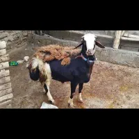 شیشک قوچ پلنگی