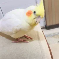 عروس هلندی|پرنده|شیراز, شهرک فرزانگان|دیوار