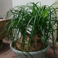 گیاه لیندا بونسای