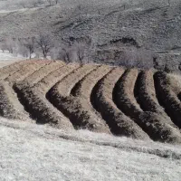 اجاره بیل‌ بکهو|خدمات پیشه و مهارت|بروجرد, |دیوار