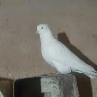 کبوتر نرسفید پاک