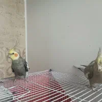 جفت عروس هلندی