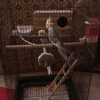 یه جفت عروس هلندی