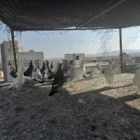 فروش کفتر خوب به شرت میدم|پرنده|نیر (اردبیل), |دیوار