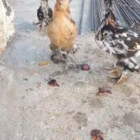 مرغ وخروس
