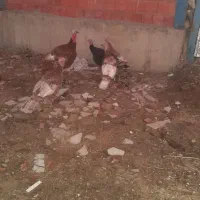 بوقلمون(قه لی خومالی)|حیوانات مزرعه|مریوان, |دیوار