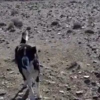 سگ گله|سگ|گلپایگان, |دیوار