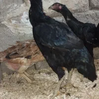 مرغ لاری تخم گذار|حیوانات مزرعه|دشت ذهاب, |دیوار