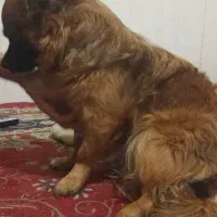 سگ پیکنز اصیل