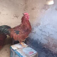 دوتا خروس محلی جوان|حیوانات مزرعه|طرقبه, |دیوار