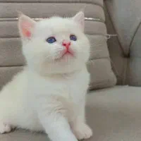 فروش گربه های وارداتی|گربه|رشت, لاکان|دیوار