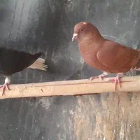 ۱۰۰۰۰۰۰|پرنده|سوسنگرد, |دیوار