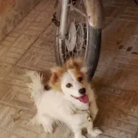 سگ پاپی