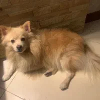 سگ گمشده|حیوانات|رشت, پاستوریزه|دیوار