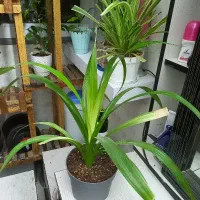 گل طبیعی پاندانوس