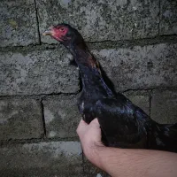 مرغ لاری|حیوانات مزرعه|آستارا, |دیوار