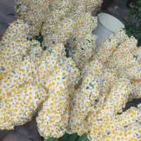 گل نرگس خفر