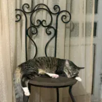 واگذاری گربه|گربه|ساری, |دیوار