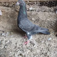 کبوتر پرشی|پرنده|گنبد کاووس, |دیوار