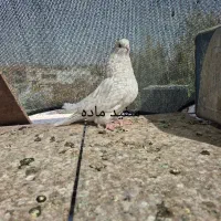 کبوتر . طوقی .دم سفید.سفید نوک ریز|پرنده|خمینیشهر, |دیوار