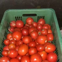 گوجه چهاردولی تحویل محل۹۸۰۰